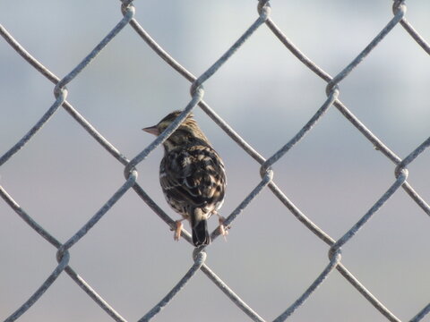 A sparrow sits on a chain link fence