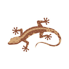 A spotted gecko lizard is depicted against a white background.