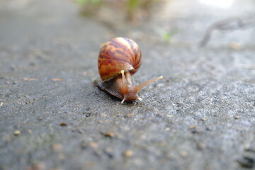 Snails or slugs (Achatina fulica) walking on mossy ground
