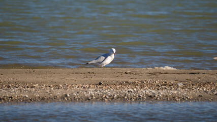 Seagull Standing on Sandy Shoreline by the Sea