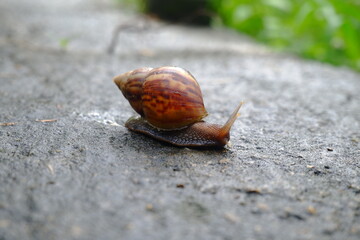 Snails or slugs (Achatina fulica) walking on mossy ground