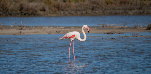 Pink Flamingo Standing in Shallow Lagoon Waters