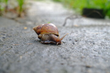 Snails or slugs (Achatina fulica) walking on mossy ground