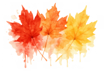 Autumn maple leaves creating gradient color splashes, watercolor illustration for fall season design, transparent background