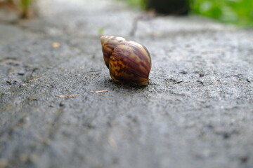 close-up of a snail shell (Achatina fulica) on mossy ground