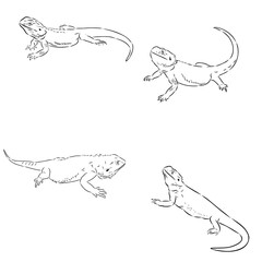 agama, wild animal, vector sketch