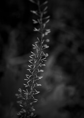 Snow covered winter branches nature scene