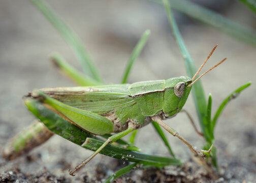 Green grasshopper resting on plant stem macro