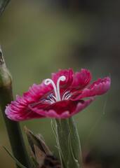 Bright pink gerbera daisy flower in bloom