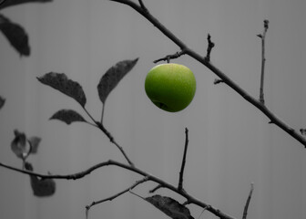 Single green fruit on bare branch silhouette