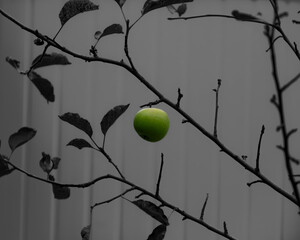 Green unripe fruit on black silhouette branches