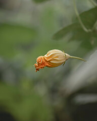 Orange flower bud nestled in green foliage