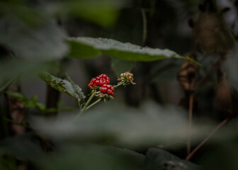 Red berries on dark branches in nature