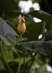 Yellow flower bud emerging on green stem