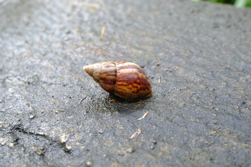 close-up of a snail shell (Achatina fulica) on mossy ground