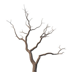 Realistic dry tree branch isolated on transparent or white background. A high resolution PNG image of Realistic dry tree branch 