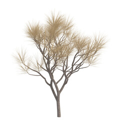 Obraz premium Realistic dry tree branch isolated on transparent or white background. A high resolution PNG image of Realistic dry tree branch 