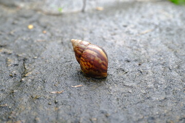 close-up of a snail shell (Achatina fulica) on mossy ground