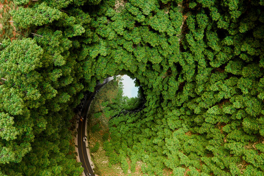 3D forest tunnel road illusion with aerial green canopy