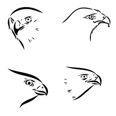 brown hawk, bird, vector sketch