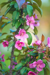 Floral natural background; soft focus for pink apple blossom