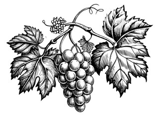 A botanical illustration of a grapevine with hanging grape clusters, curling tendrils, and large veined leaves. Vector illustration.