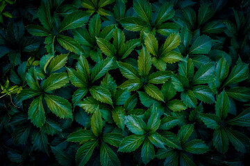 A close up of dark green virginia creeper leaves pattern texture