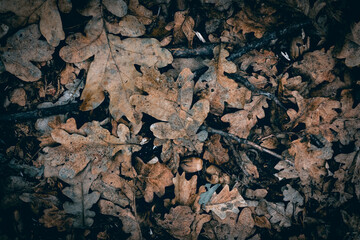 Dry oak leaves on the forest floor