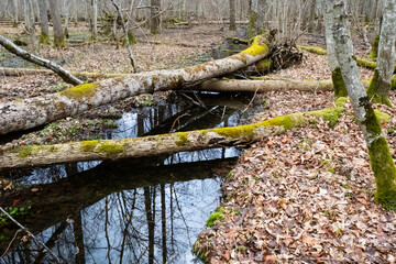 Fallen trees in the Bialowieza Forest.