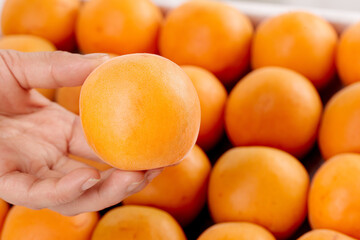 Fresh Ripe Apricot in Hand with Golden Orange Fruits Background