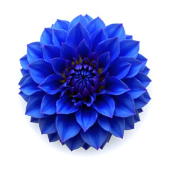 Vibrant Blue Dahlia Flower Head Isolated on White Background