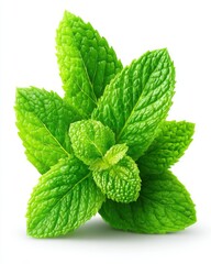 Fresh mint leaves close up on white background studio shot vibrant green color culinary herb ingredient