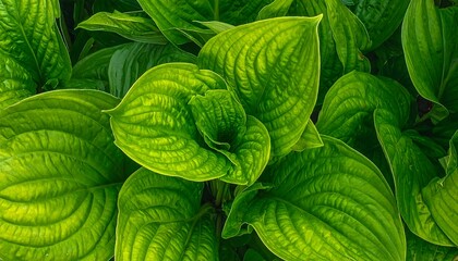 Large vibrant green leaves fill the frame, exhibiting prominent veins and rich texture in a lush, dense composition