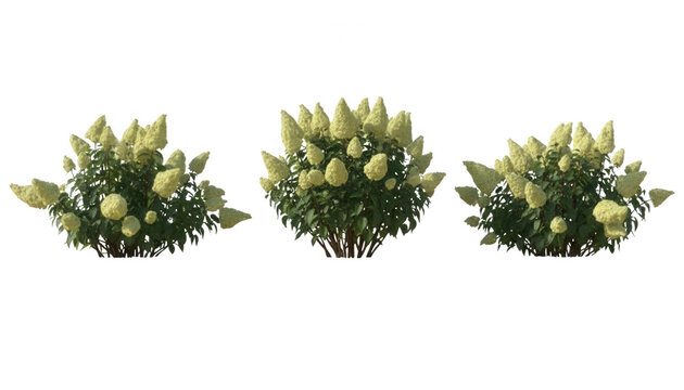 Three hydrangea paniculata bushes for landscaping