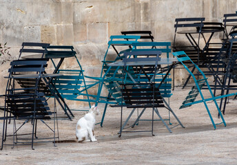 White cat between chairs in a square in Matera