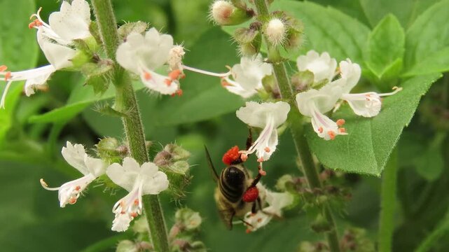 Video of a bee with pollen baskets over basil flowers. Basil flowers and bee. Pollination of flowers. Bee with visible corbicula, or pollen baskets, on legs.