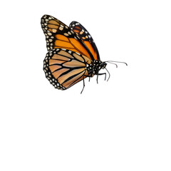 Monarch Butterfly Wing Detail Black Background Close Up Macro Shot Isolated Natural Insect