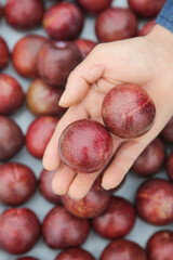 Fresh Red Plums from Australia - Hand Holding Imported Rouge Stone Fruits with Heart-Shaped Natural Markings