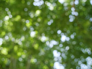 Green Bokeh Forest Background with Light Halos Through Woods Canopy