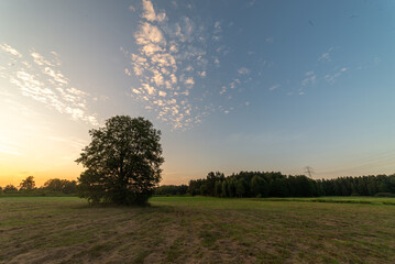 Drzewo o zachodzie © Marcin