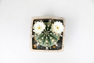 Blooming Gymnocalycium Cactus with Two White Flowers, Top View