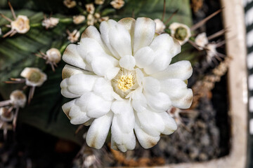 Detailed Macro Shot of a Perfect White Succulent Bloom