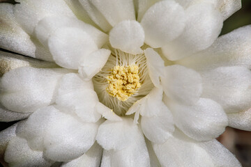 Detailed Macro Shot of a Perfect White Succulent Bloom