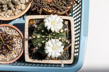 Blooming Gymnocalycium Cactus with Two White Flowers, Top View
