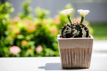 Blooming Gymnocalycium Cactus in a Pot with Soft Green Bokeh Background