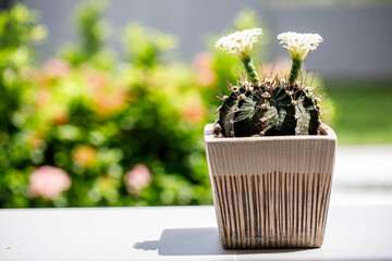 Blooming Gymnocalycium Cactus in a Pot with Soft Green Bokeh Background