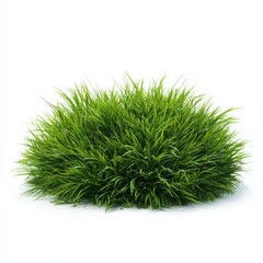 Lush green grass clump isolated on white background