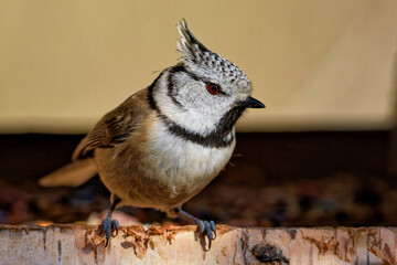 Haubenmeise  am Futterhaus im Winter