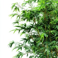 Green bamboo stalks and leaves isolated on white background