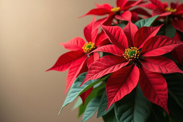 Vibrant poinsettia blooms create a warm and festive ambiance perfect for the holiday season
